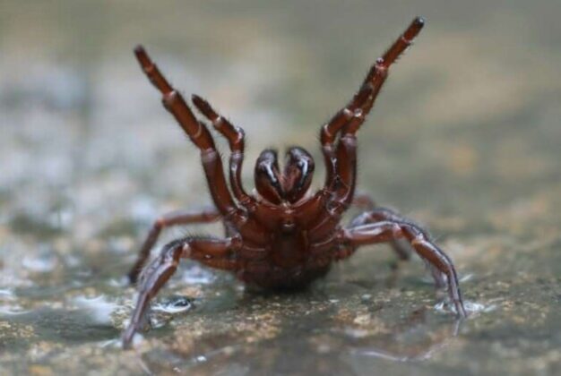 Pročitajte više o članku Australija upozorava na smrtonosnu  ‘kugu’ pauka nakon poplava