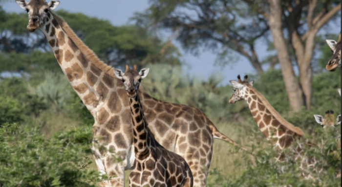 Pročitajte više o članku Da li ste znali: Žirafa može da čisti svoje uši jezikom koji je dugačak 53 centimetra