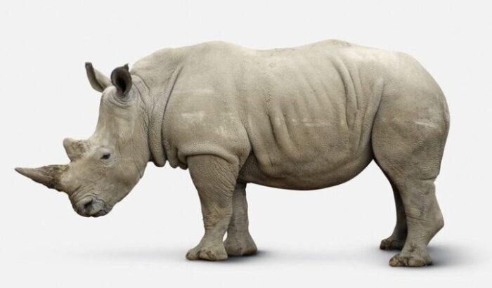 Pročitajte više o članku Da li ste znali: Postoji više vrsta nosoroga