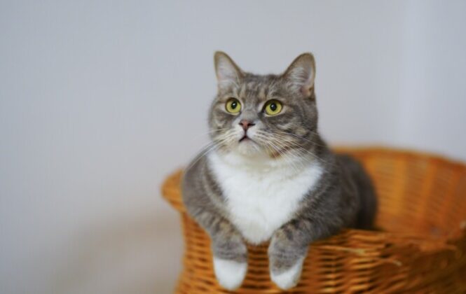 Pročitajte više o članku Sterilizacija: Zašto je neophodna za mačke?
