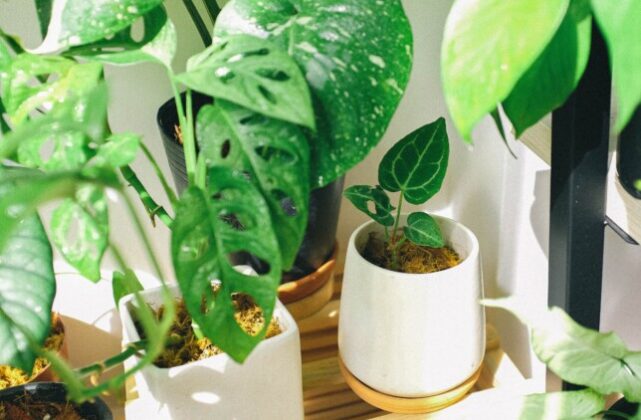 Pročitajte više o članku Biljke i zelenilo: Osvježite svoj prostor i saznajte sve prednosti