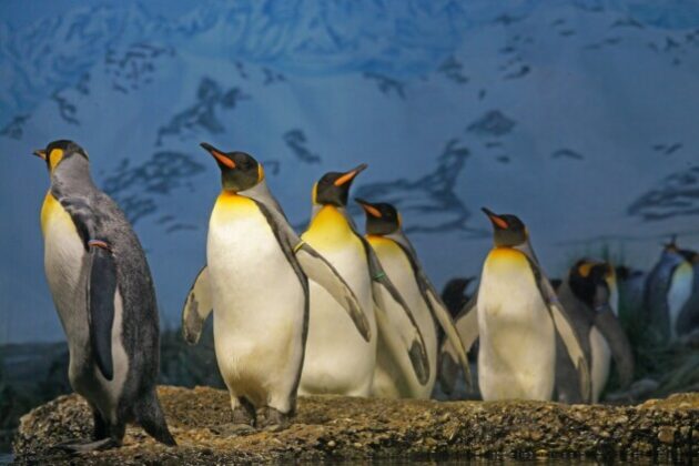 Pročitajte više o članku Da li ste znali?: Pingvini vide bolje pod vodom nego na kopnu.