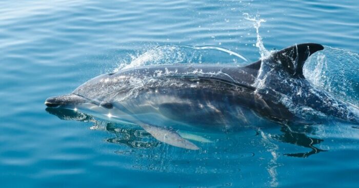 Pročitajte više o članku Da li ste znali?: Delfini ne mogu disati automatski