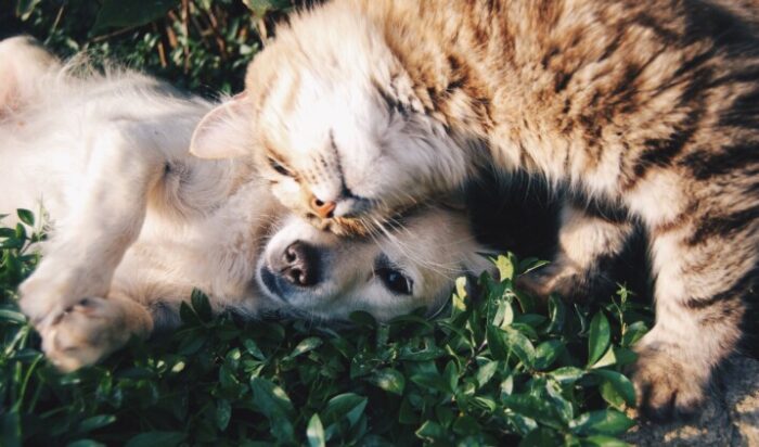Pročitajte više o članku Da li je istina da vas mačke vole manje od pasa?