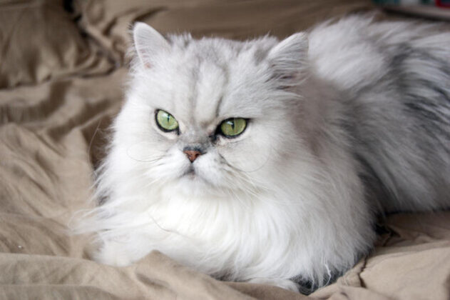 Pročitajte više o članku Perzijska mačka: Vladarica nježne naravi