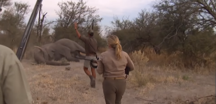 Pročitajte više o članku UZNEMIRUJUĆE: Nakon osam godina objavljen snimak ubijanja slona i javnost je bijesna (VIDEO)