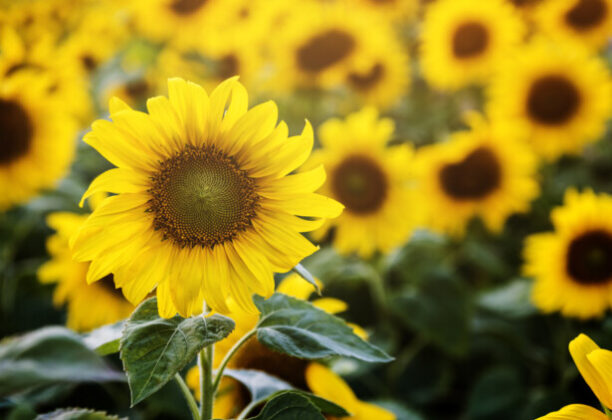 Pročitajte više o članku Suncokret – biljka koja donosi svjetlo i radost u svaki vrt