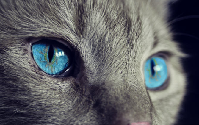 Pročitajte više o članku Naučnici otkrivaju zanimljivu činjenicu o mačkama koju možda niste znali!