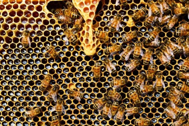 Pročitajte više o članku Podrška TIKA-e razvoju pčelinjih proizvoda u Bosni i Hercegovini