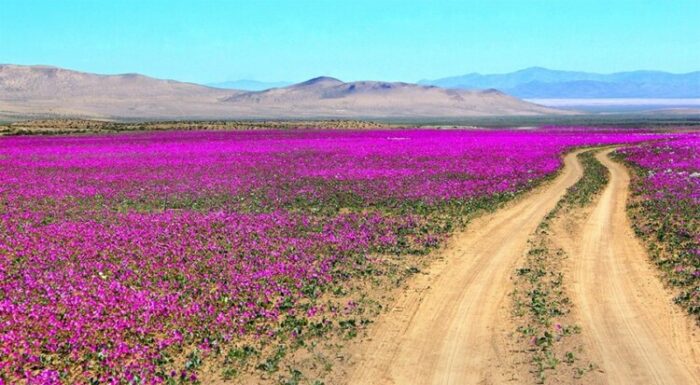 Pročitajte više o članku Ljepote pustinje Atacama: Najsuše mjesto na zemlji procvjetalo