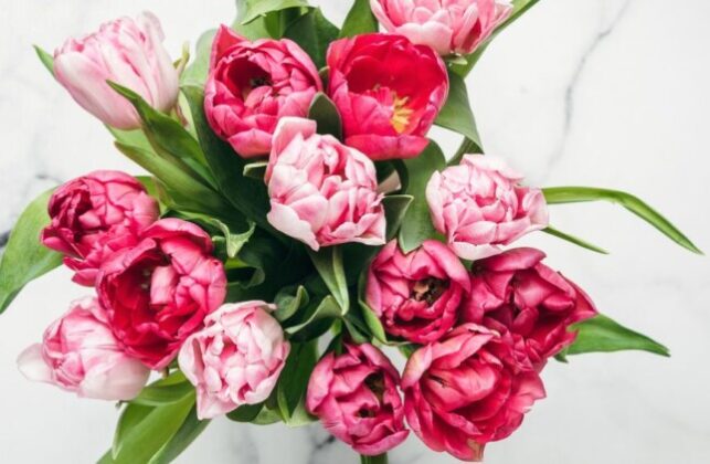 Pročitajte više o članku Čaroban spoj tulipana i božura: Raskoš i ljupkost dva ljepotana