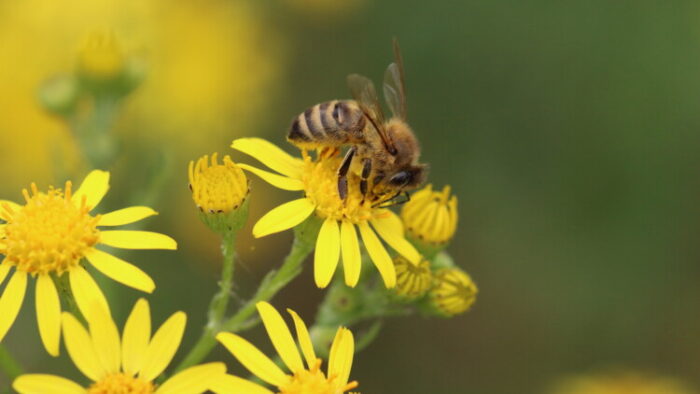 Pročitajte više o članku Holandski gradovi pokušavaju obnoviti populaciju pčela “hotelima za pčele”
