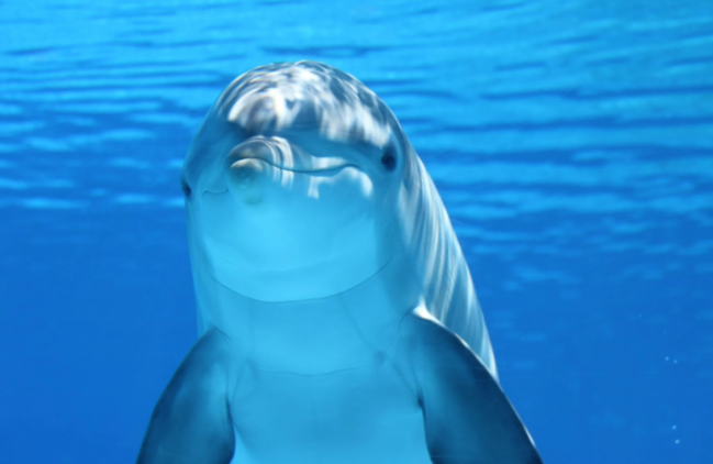 Pročitajte više o članku Italijanski ronilac Enzo Marioka spasio delfine!