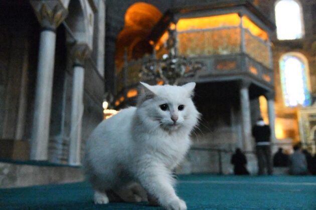 Pročitajte više o članku Mačak Mač simbol džamije Aja Sofije