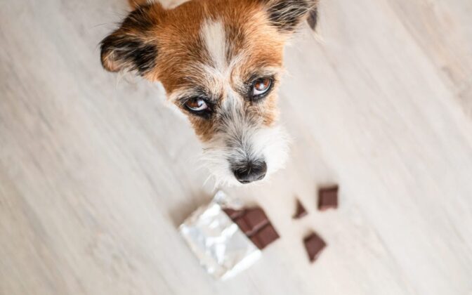 Pročitajte više o članku Zašto je čokolada opasna po zdravlje pasa?