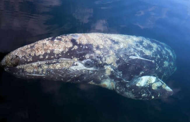 Pročitajte više o članku Sivi kit preplivao je pola svijeta, postavljajući novi rekord