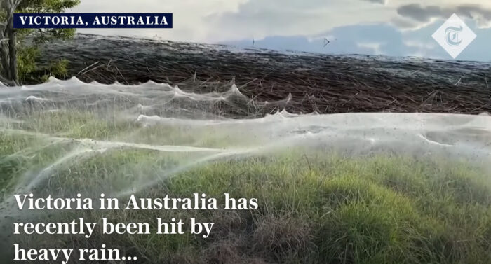 Pročitajte više o članku Ogromna paučina prekrila australijske gradove