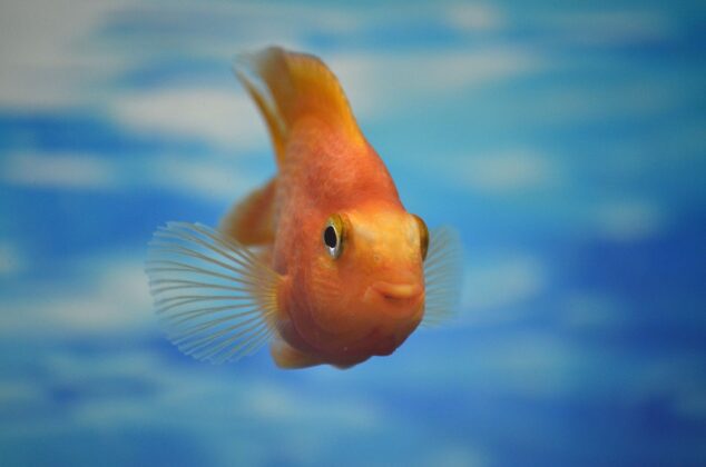 Pročitajte više o članku Da li zlatne ribice imaju pamćenje od SAMO TRI SEKUNDE?