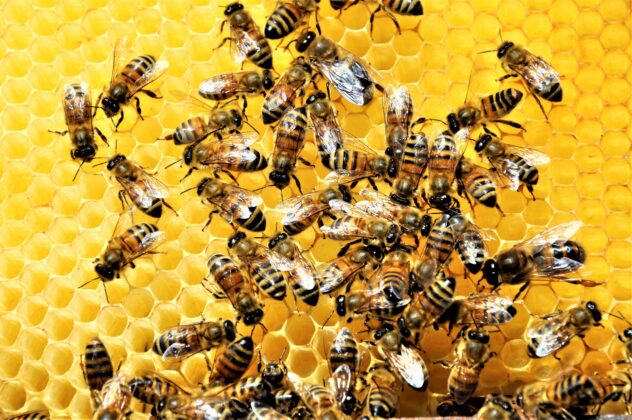 Pročitajte više o članku “Ako nestanu pčele, nestat će i ljudi”- kako to spriječiti?