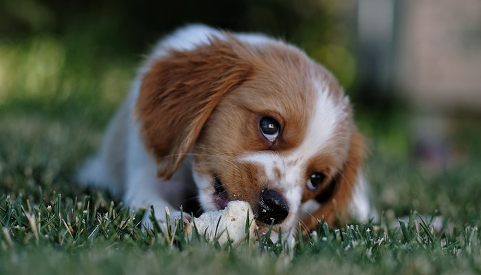 Jedan od najčešćih razloga zbog kojih psi odlaze kod veterinara je povraćanje i/ili dijareja. Oba se smatraju znakovima mnogih bolesti, a jedna od njih je gastritis.