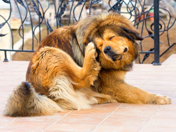 Pročitajte više o članku Uz nekoliko savjeta zaštitite vašeg psa od ugriza krpelja