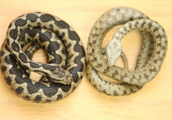 Pročitajte više o članku Ovo su osnovne razlike između otrovnica i neotrovnih zmija