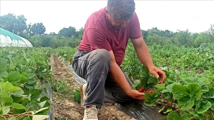 Pročitajte više o članku BiH: Katastrofalna sezona za proizvođače jagoda u čelićkom kraju