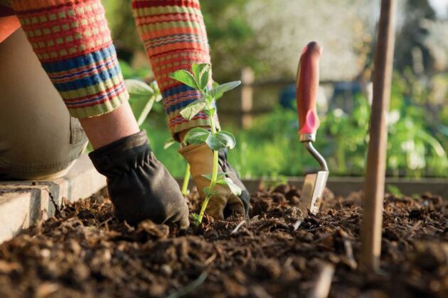 Pročitajte više o članku Zašto je vrtlarstvo dobro za mentalno i fizičko zdravlje