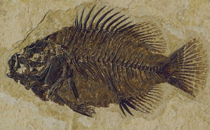 Pročitajte više o članku U Meksiku pronađen fosil ribe star 95 miliona godina