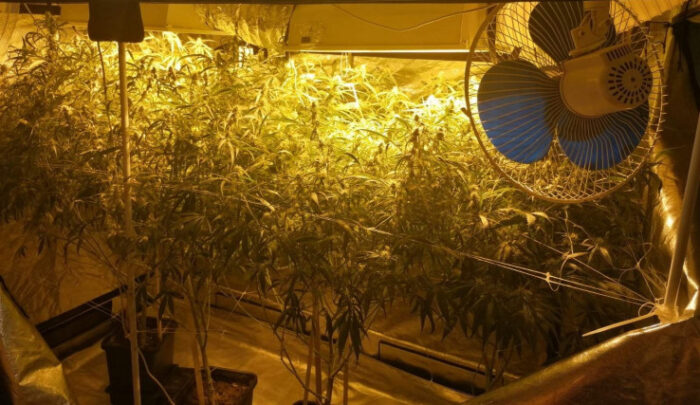 Pročitajte više o članku Zatražen pritvor za uzgajivača marihuane, advokatu priznao zašto je napravio laboratorij