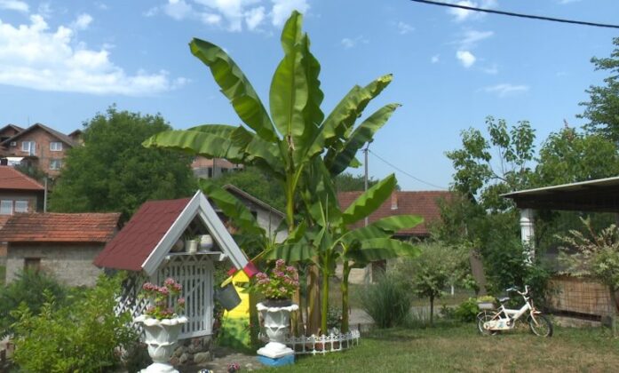 Pročitajte više o članku Tropski raj u Doboju, porodica Hurtić ove godine jest će banane iz svoje bašte