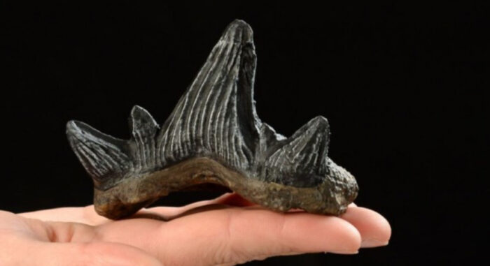 Pročitajte više o članku Zubi ajkule ukazuju na klimatsku krizu prije 325 miliona godina