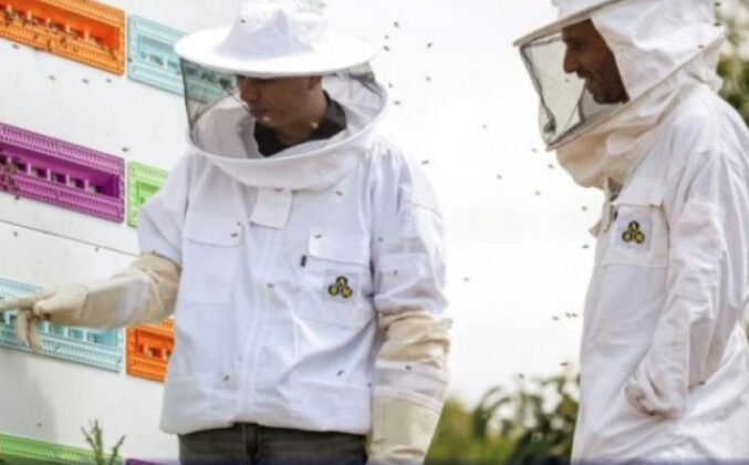 Pročitajte više o članku Pčele pronalaze utočište od opasnog svijeta u robotskoj košnici