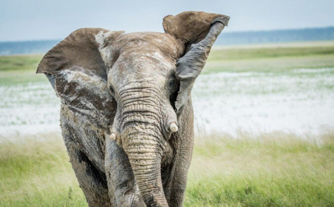 Pročitajte više o članku Šri Lanka zabranjuje jahanje slonova u pijanom stanju