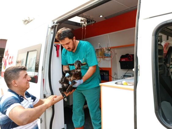 Pročitajte više o članku Veterinarske ekipe pomažu povrijeđenim životinjama u požarima u Turskoj