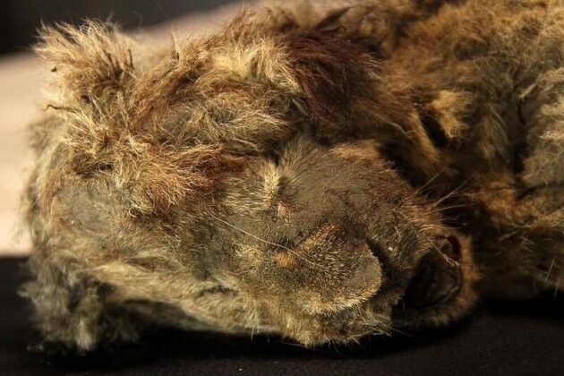 Pročitajte više o članku Pronađeno savršeno očuvano mladunče pećinskog lava!