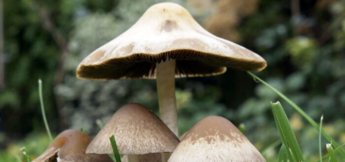 Pročitajte više o članku Tri iznenađujuće stvari koje možete napraviti s gljivama (VIDEO)