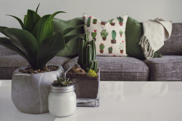 Pročitajte više o članku Evo zašto trebate dekorisati svoj prostor biljkama!