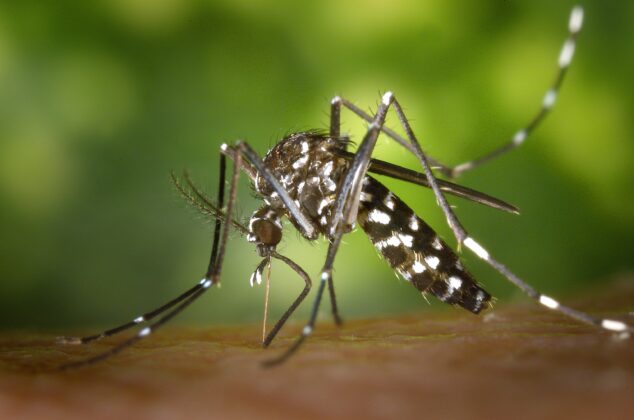 Pročitajte više o članku Zašto slavimo Svjetski dan komaraca?