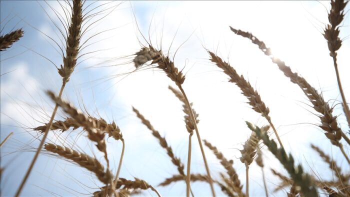 Pročitajte više o članku U BiH ove godine najviše zasijano kukuruza, pšenice i krompira
