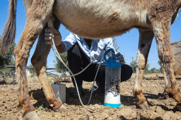 Pročitajte više o članku Jordan: Sapun od magarećeg mlijeka smanjuje znakove starenja?