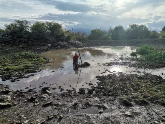 Pročitajte više o članku Neobična intervencija kod Livna: Iz blata spašen zaglavljen konj