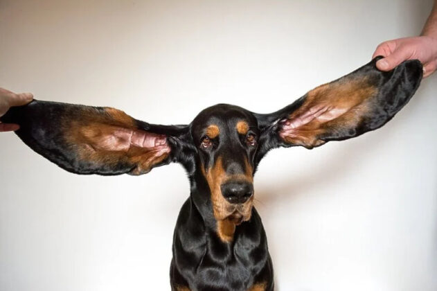 Pročitajte više o članku Pas Lou ima najveće uši na svijetu (VIDEO)