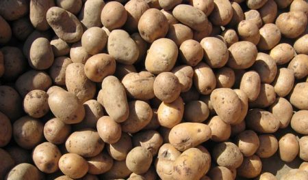 Pročitajte više o članku Zabranjen uvoz krompira iz Njemačke