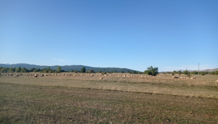 Pročitajte više o članku Napustio posao u Njemačkoj da bi čuvao ovce na bh. planini