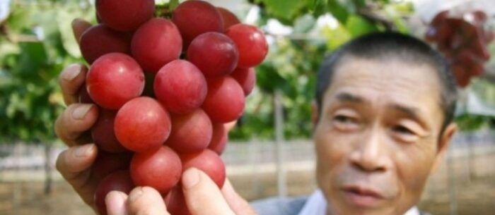 Pročitajte više o članku Najskuplje grožđe na svijetu – kilogram košta 10.000 dolara
