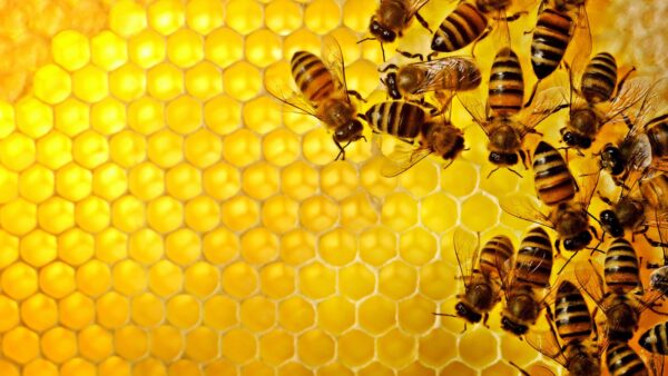 Pročitajte više o članku Zanimljive činjenice o medu: Da li ste znali?