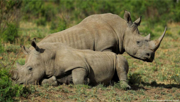 Pročitajte više o članku Južna Afrika šalje 30 bijelih nosoroga u Ruandu