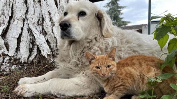 Pročitajte više o članku Prijateljstvo mačke i psa oduševljava prolaznike