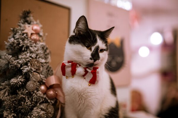 Pročitajte više o članku “Cat Caffe” u Zagrebu: Umiljate gazdarice se druže i maze s gostima